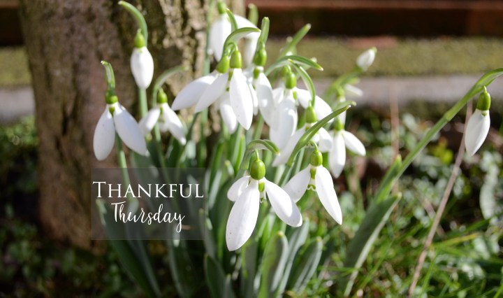 Snowdrops, spring vibes and thankful Thursday