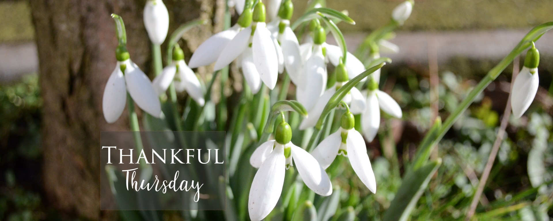 Snowdrops, spring vibes and thankful Thursday