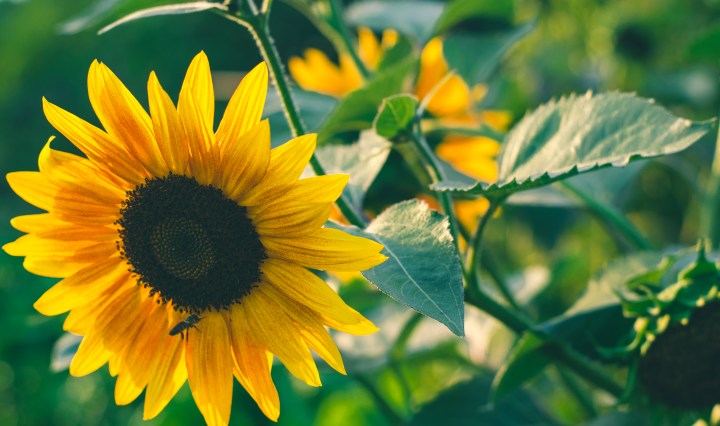 a sunflower in the sunset in my Husband's hometown