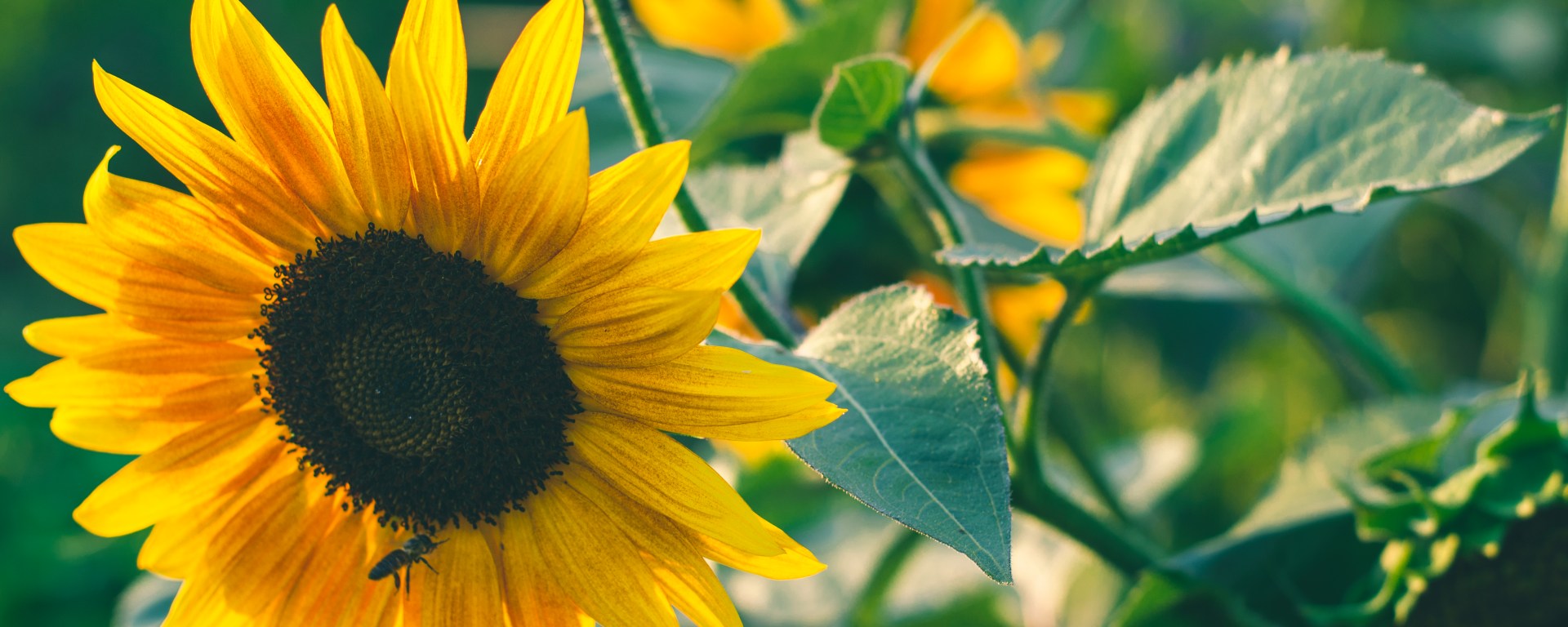 a sunflower in the sunset in my Husband's hometown