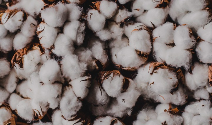 a pillow of cotton flowers as a backdrop
