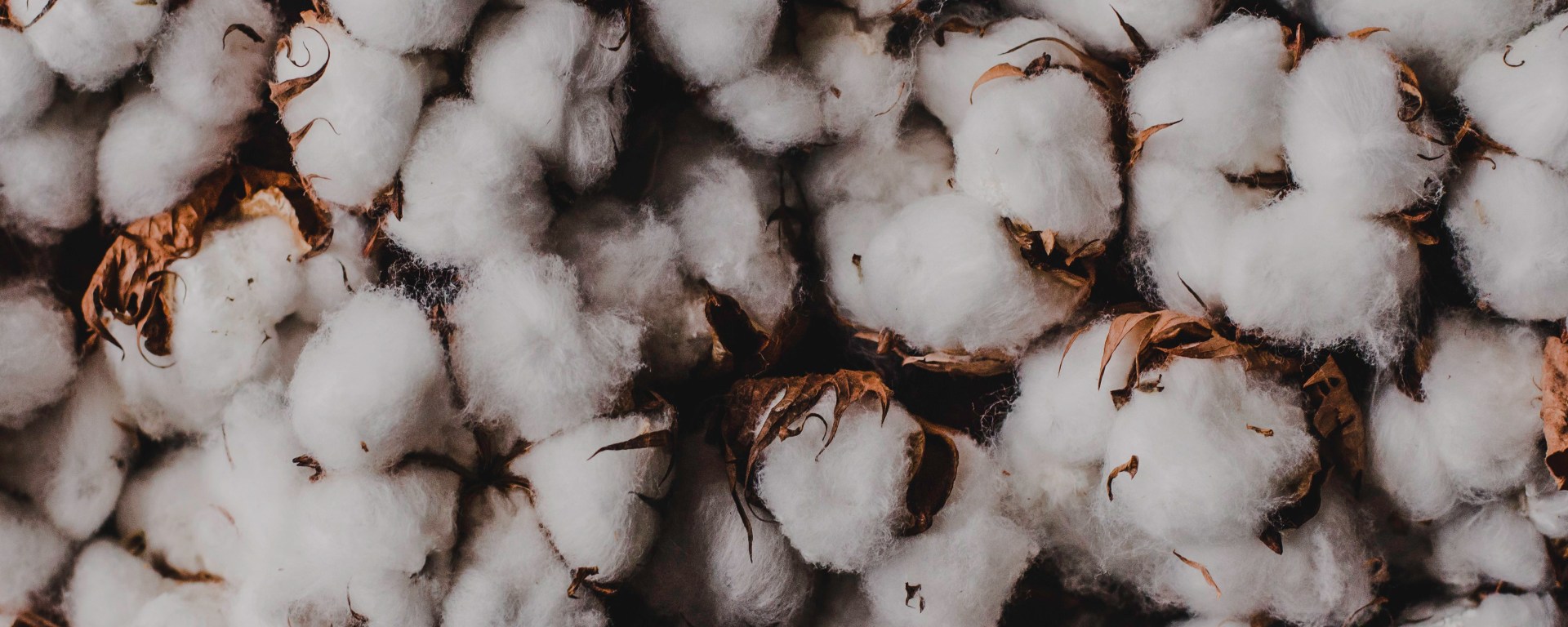 a pillow of cotton flowers as a backdrop