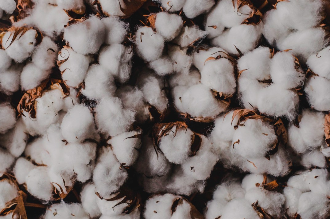 a pillow of cotton flowers as a backdrop