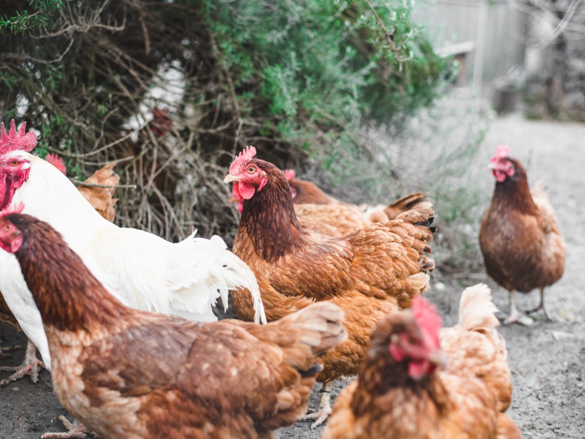 “Tudtad-e?” sorozat – 2. rész: A csirkehúsról…