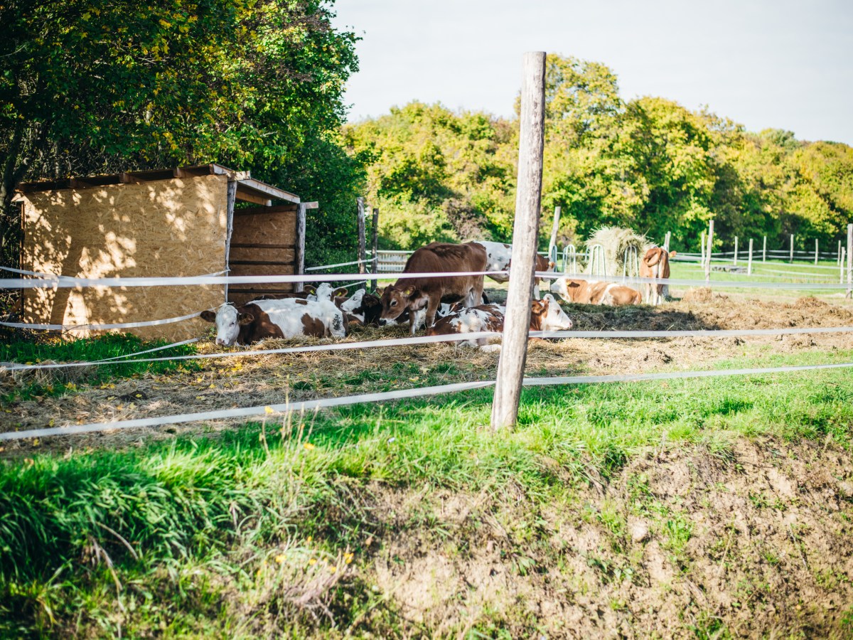 A funkcionális táplálkozás