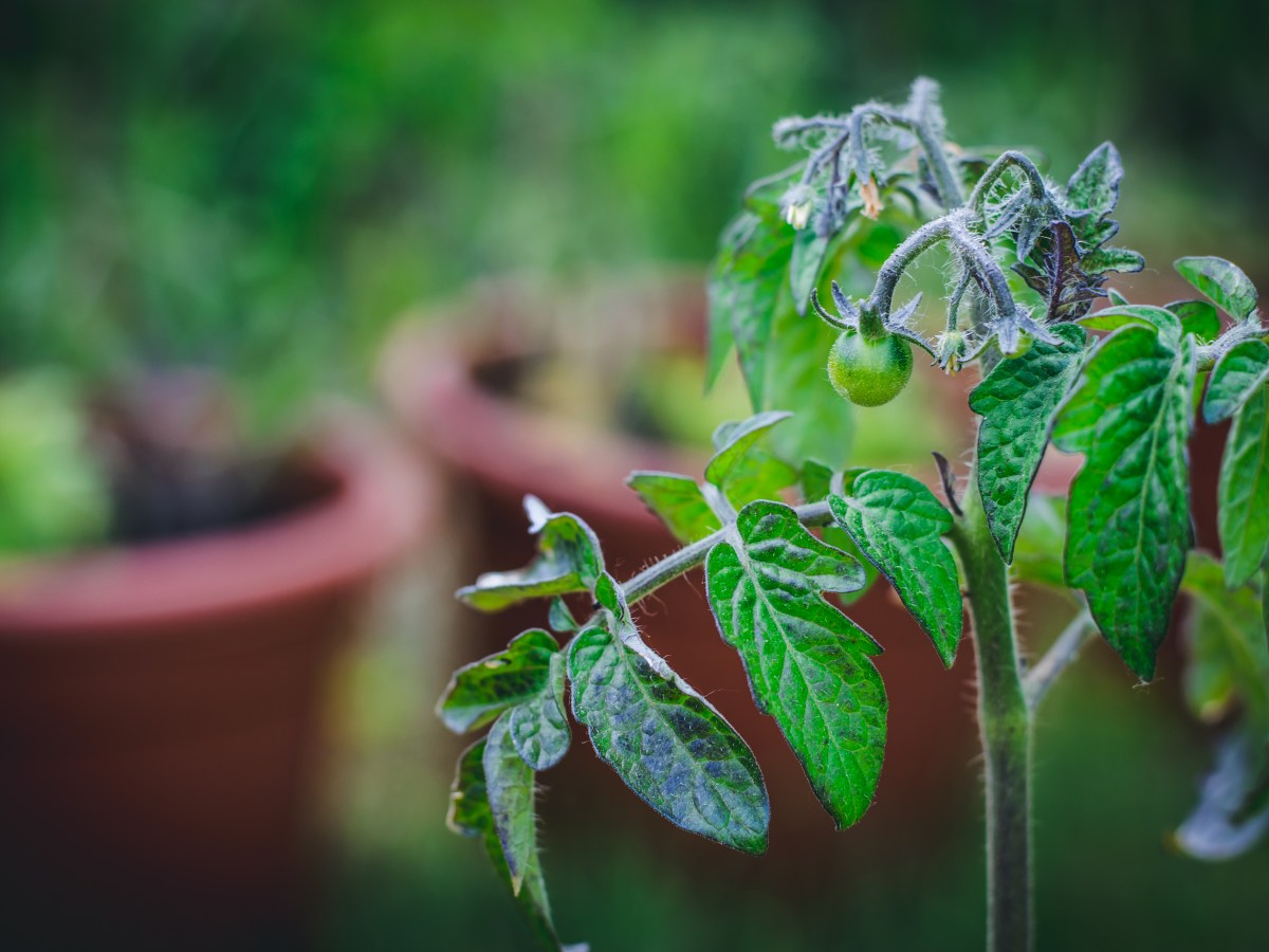 Palántanevelés “kihívás”: tippek a&nbsp;kiültetéshez!