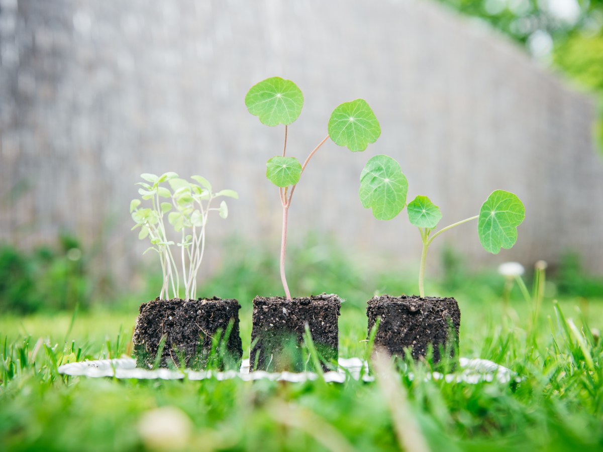 7 ok, amiért érdemes házilag palántákat&nbsp;nevelni